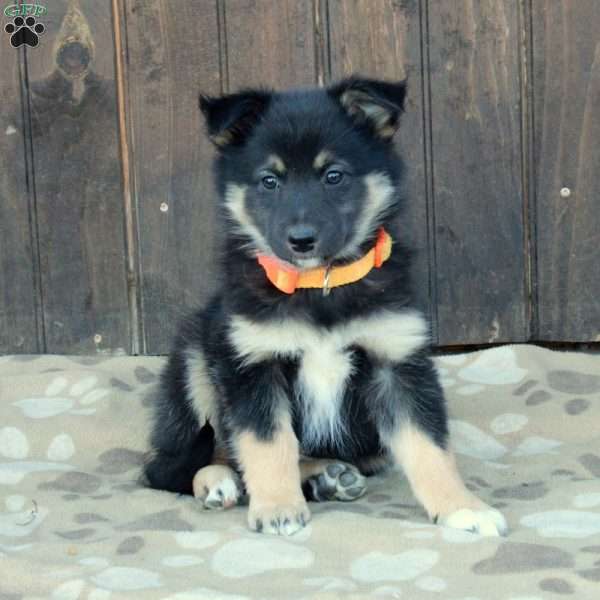 Callie, German Shepherd Mix Puppy