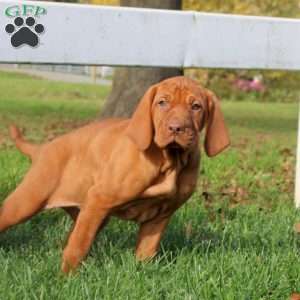 Callie, Vizsla Puppy