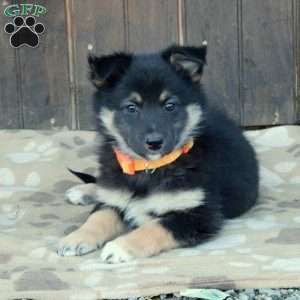 Callie, German Shepherd Mix Puppy