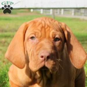 Callie, Vizsla Puppy