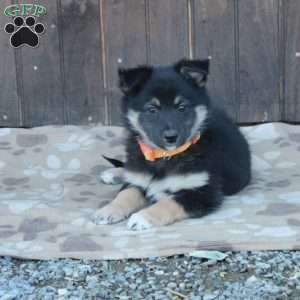 Callie, German Shepherd Mix Puppy