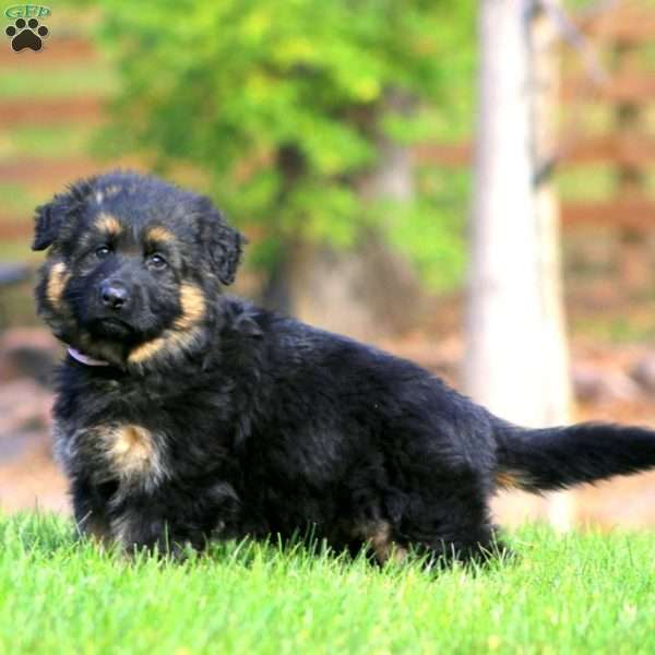 Callie – Long Haired, German Shepherd Puppy