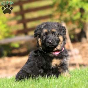 Callie – Long Haired, German Shepherd Puppy