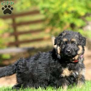 Callie – Long Haired, German Shepherd Puppy