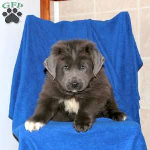 Callum, Newfoundland Puppy