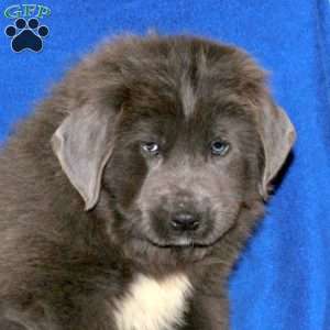 Callum, Newfoundland Puppy