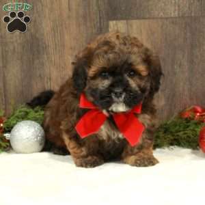 Calvin, Shih-Poo Puppy