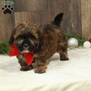 Calvin, Shih-Poo Puppy