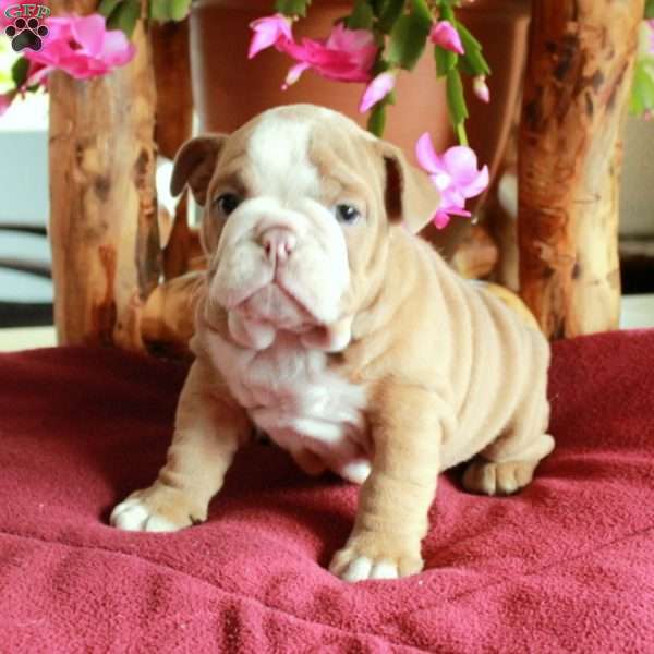 Candy, English Bulldog Puppy