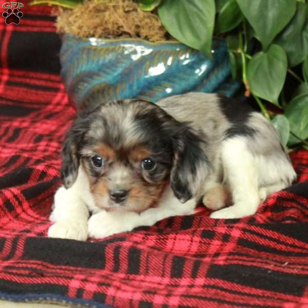 Candy, Cavalier King Charles Spaniel Puppy