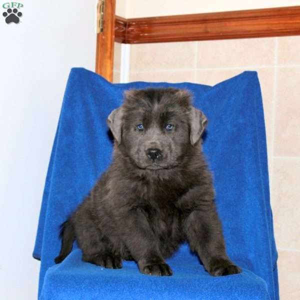 Candy, Newfoundland Puppy