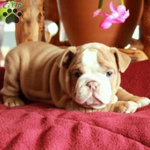 Candy, English Bulldog Puppy