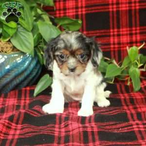 Candy, Cavalier King Charles Spaniel Puppy