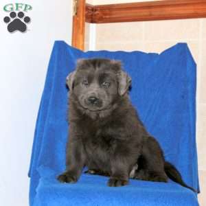 Candy, Newfoundland Puppy