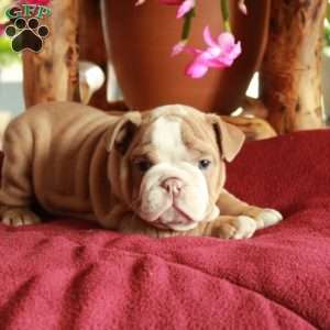Candy, English Bulldog Puppy