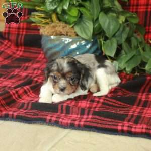 Candy, Cavalier King Charles Spaniel Puppy
