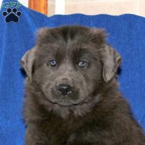 Candy, Newfoundland Puppy