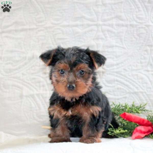 Cardemom, Yorkie Puppy
