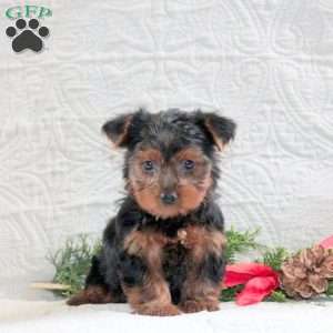 Cardemom, Yorkie Puppy