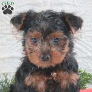 Cardemom, Yorkie Puppy