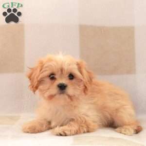 Carla, Cavachon Puppy