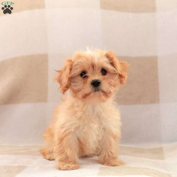 Carla, Cavachon Puppy