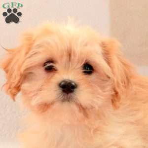Carla, Cavachon Puppy