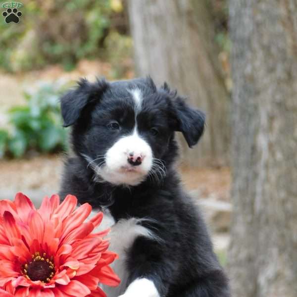 Carley, Border Collie Puppy