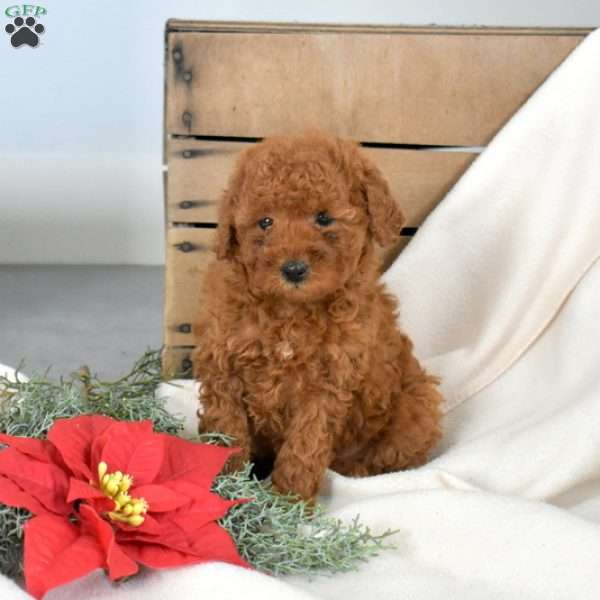 Carly, Miniature Poodle Puppy