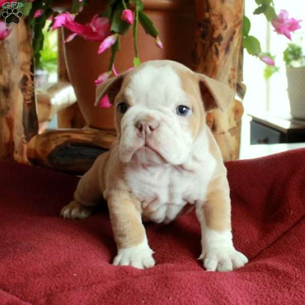 Carol, English Bulldog Puppy