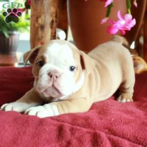 Carol, English Bulldog Puppy