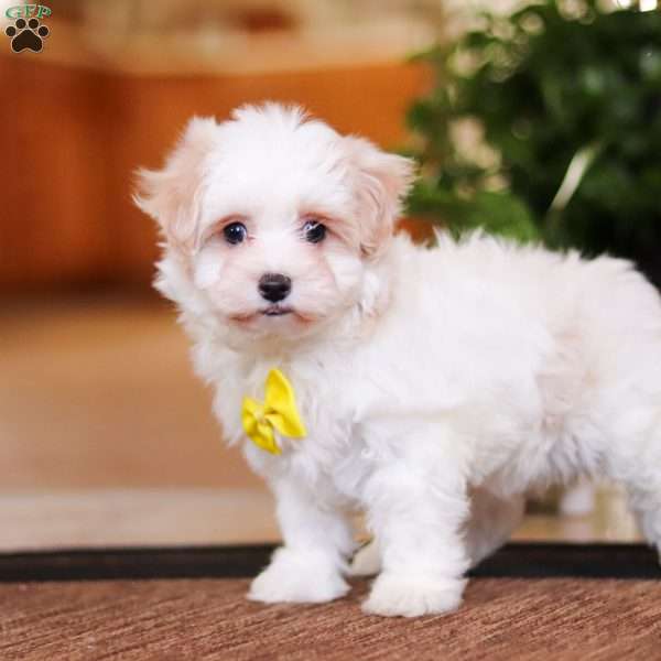 Carson, Maltipoo Puppy