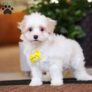 Carson, Maltipoo Puppy