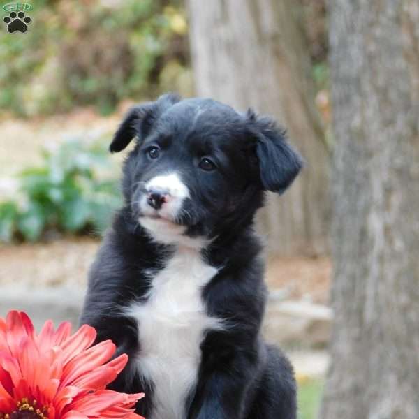 Carson, Border Collie Puppy