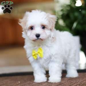 Carson, Maltipoo Puppy