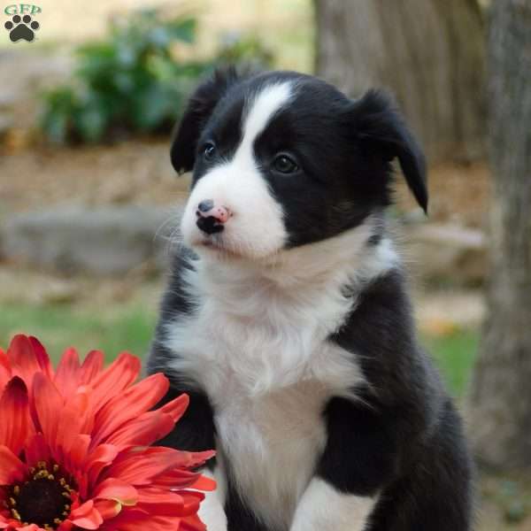 Casey, Border Collie Puppy