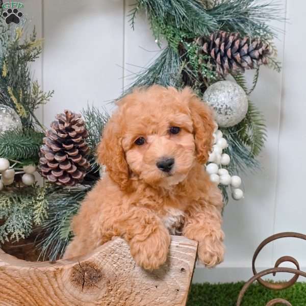 Cash, Bich-Poo Puppy