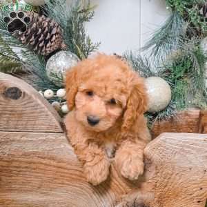 Cash, Bich-Poo Puppy