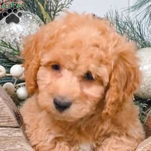 Cash, Bich-Poo Puppy