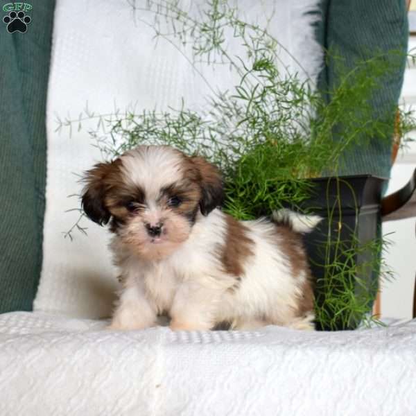 Cashew, Shih Tzu Puppy