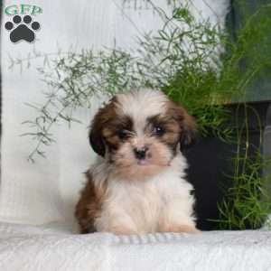 Cashew, Shih Tzu Puppy
