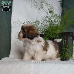 Cashew, Shih Tzu Puppy