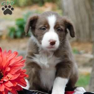 Casper, Border Collie Puppy