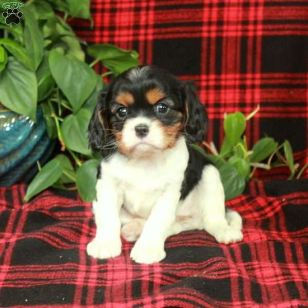 Cassidy, Cavalier King Charles Spaniel Puppy