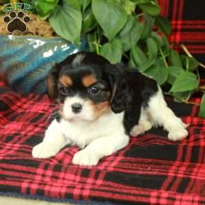 Cassidy, Cavalier King Charles Spaniel Puppy