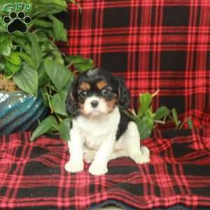 Cassidy, Cavalier King Charles Spaniel Puppy