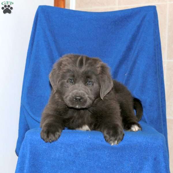 Cassie, Newfoundland Puppy