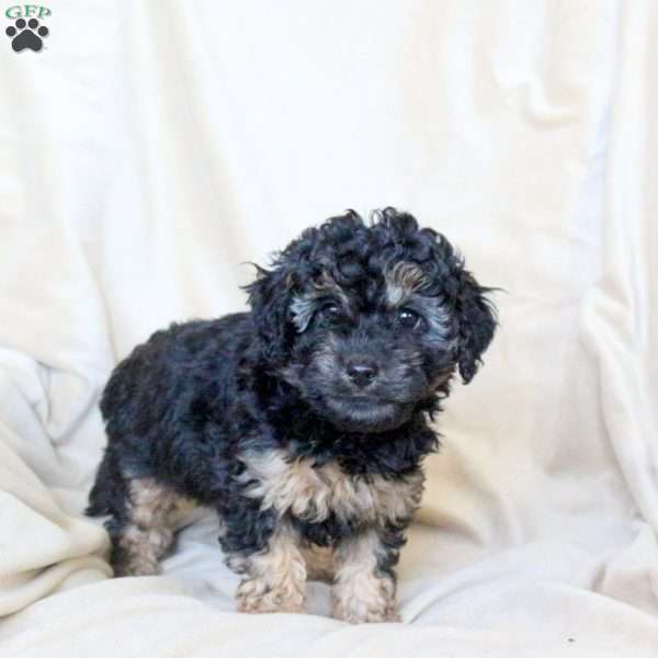 Cassie, Mini Whoodle Puppy