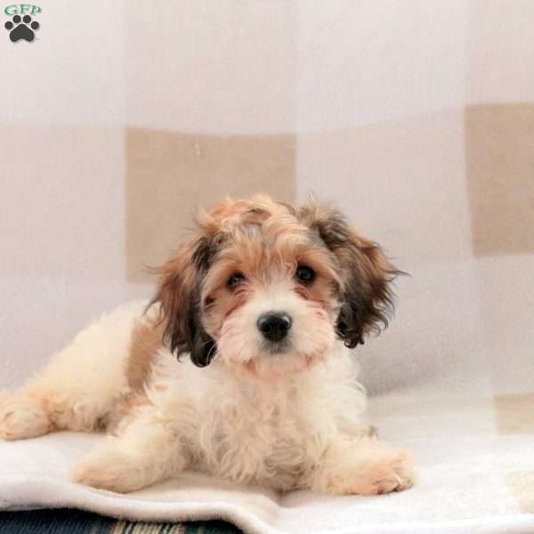 Cassie, Cavachon Puppy