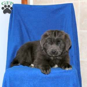 Cassie, Newfoundland Puppy